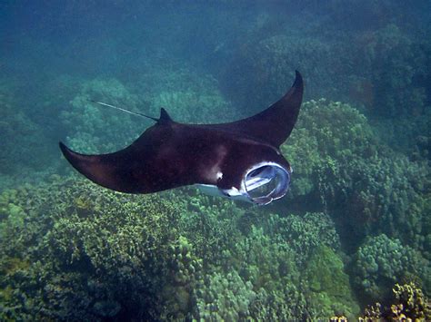 The Anatomy Of Manta Rays Sea Paradise