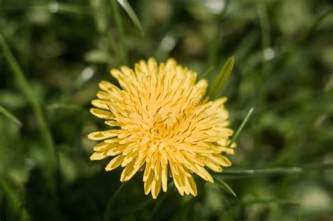 Yellow Dandelion Close Up In Green Grass In Spring Stock Image Image