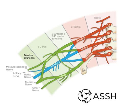 Brachial Plexus Plexus Products Radial Nerve Brachial