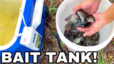 Diy Aquarium Bait Tank For Live Pond Feedings Youtube