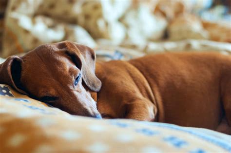 14 Best Dog Beds For Dachshunds Top Products For Small Dogs