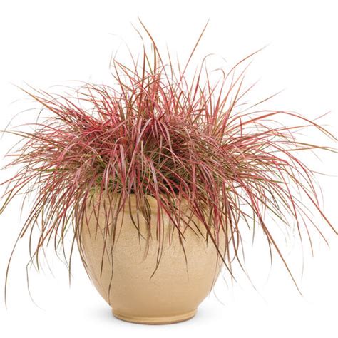 Graceful Grasses Fireworks Variegated Red Fountain Grass