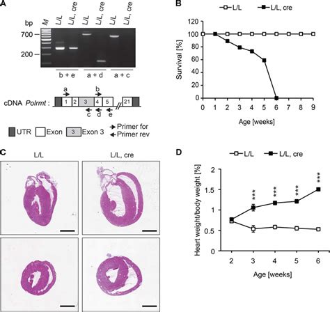 Knockout Of Polrmt In Germline And Heart A Rt Pcr Analysis Of Polrmt