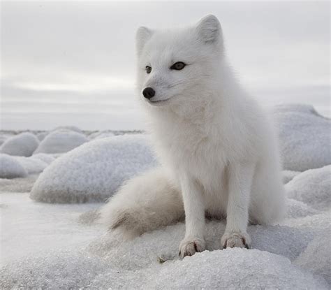 Cute Tundra Arctic Fox Diet Trackerability