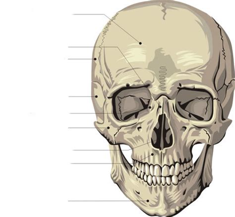 Human Skull Front