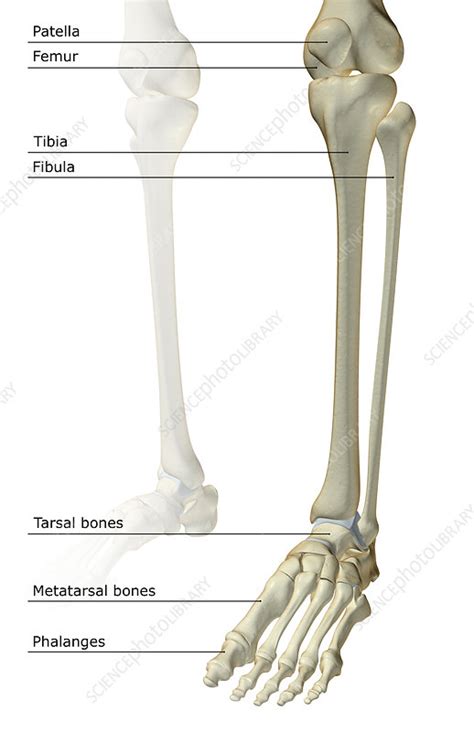 The Bones Of The Leg Stock Image F0015454 Science Photo Library
