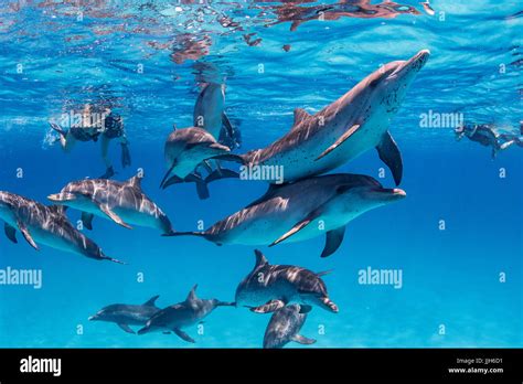 A Pod Of Friendly Atlantic Spotted Dolphins Swims Through A Group Of