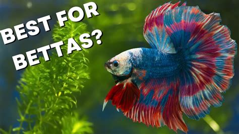 How To Decorate A Betta Fish Tank Youtube