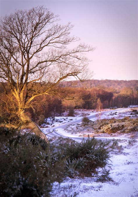 Ten Things To Do In The New Forest In Winter Deep South Media
