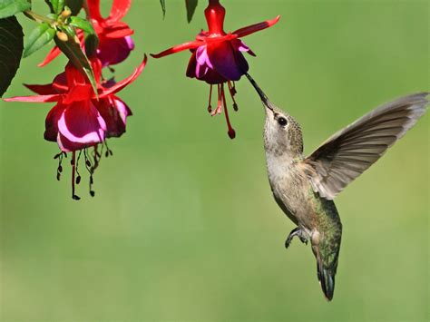 Hummingbirds are attracted to brightly colored flowers, including yellow, orange, pink and purple, but they are attracted to red more than any other color, as red seems to be an indicator of food to these small birds. Hummingbird Plants For Shade - Planting Shade Flowers For ...