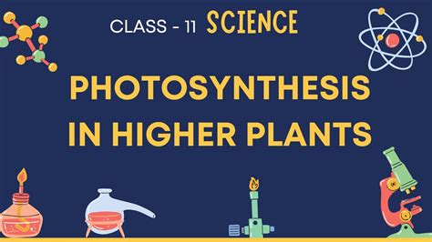 Photosynthesis In Higher Plants Class 11 Cbse Icse Neet Youtube