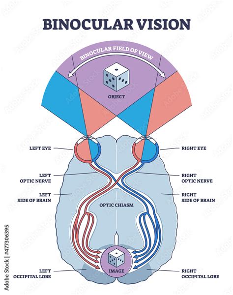 Binocular Vision Type Explanation With Anatomical Nerve Pathway Outline