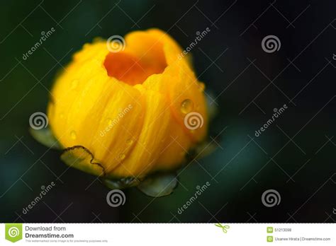 Close Up Yellow Flower With Water Droplets Stock Photo Image Of