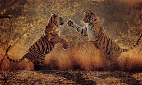 Discover more music, concerts, videos, and pictures with the largest catalogue online. Bruce Schneier: Tigers use scent, birds use calls ...