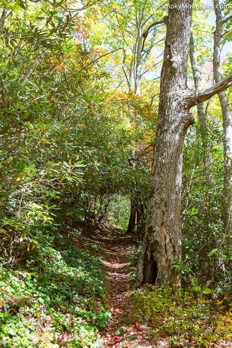 Cove Mountain Trail In The Smoky Mountains