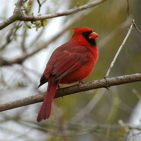 Northern Ontario Cardinal Guelph Red Birds Natural World Cardinal