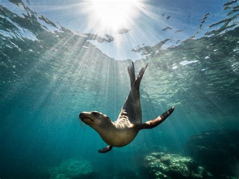6 Unique Marine Animals Found On Australias East Coast