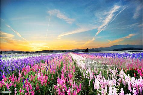 Flower Fields High Res Stock Photo Getty Images