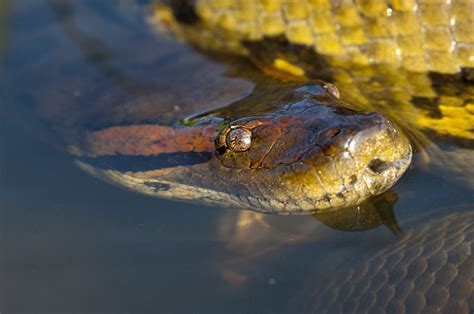 Amazon Rainforest Snakes Photos And Info