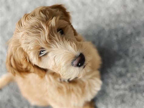 Goldendoodle Names 100 Cute Ideas Male And Female Petshoper
