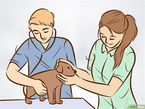 Cómo Reconocer Y Tratar El Mucocele Salival En Los Perros