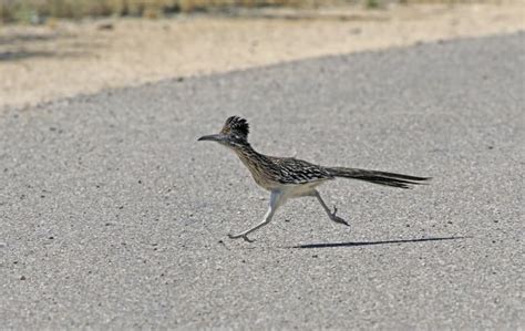 10 Quick Facts About Roadrunners Mental Floss