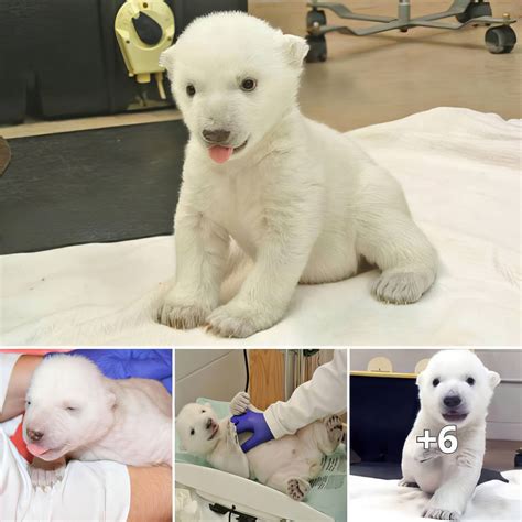 La Cría De Oso Polar Del Zoológico De Toronto Da Sus Primeros Pasos