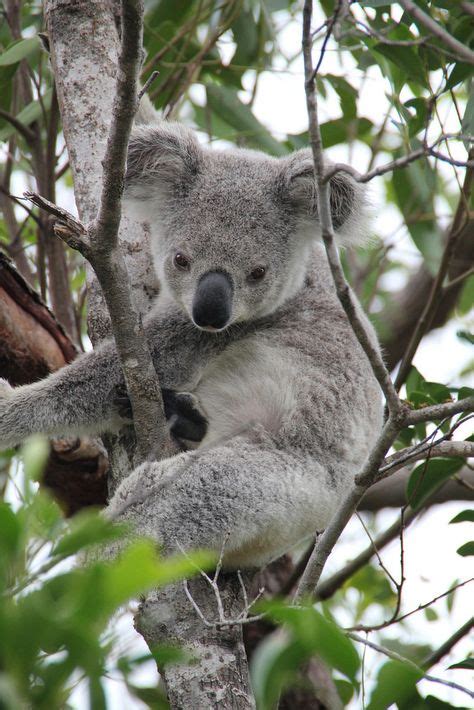 Cuddly Koala Koala Bear Koala Cuddly Animals