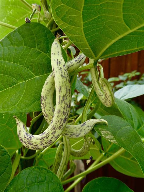 How our plants get plenty of nitrogen without nitrogen fertilizer. Garden Soil Inoculant: What It Is and Why You Need It ...