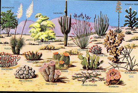 Plants Desert