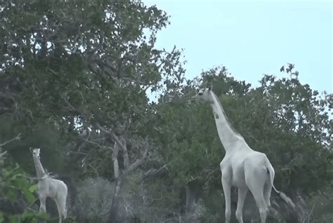 Rare White Giraffes Spotted In Kenya Boing Boing