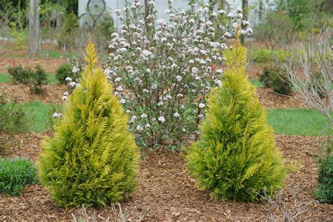 Proven Winners® Shrub Plantsthuja Fluffy Arborvitae Proven Winners