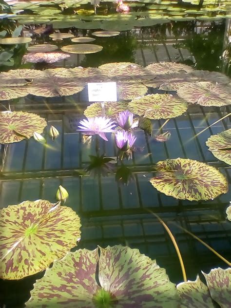 +49 89 12 13 23 23. Botanischer garten münchen-nymphenburg | 38 Schön ...