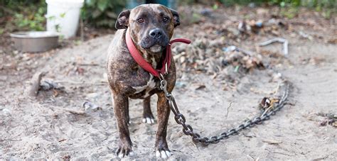 How Do You Tell If A Dog Has Been Used For Dog Fighting