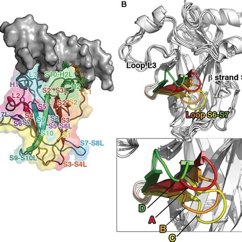 A Structural Features Of The P53 Dbd The 3d Structure Of P53 Dbd In