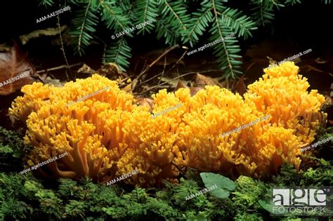 Yellow Tipped Coral Mushroom Ramaria Formosa Natural Bridge Sp