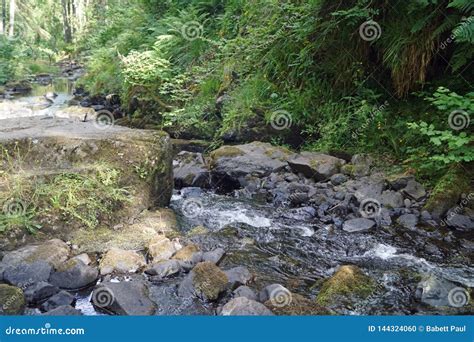 Glenariff Forest Park Waterfall Trail Stock Photo Image Of Wildwater