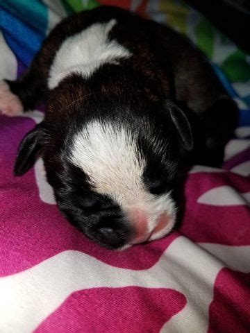 Below you will find iowa teacup breeders, iowa teacup rescues, iowa teacup shelters, and iowa teacup humane society organizations that. Litter of 5 Boxer puppies for sale in HUMBOLDT, IA. ADN-38368 on PuppyFinder.com Gender: Female ...