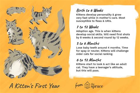 Growth Kitten Age Chart Anna Blog