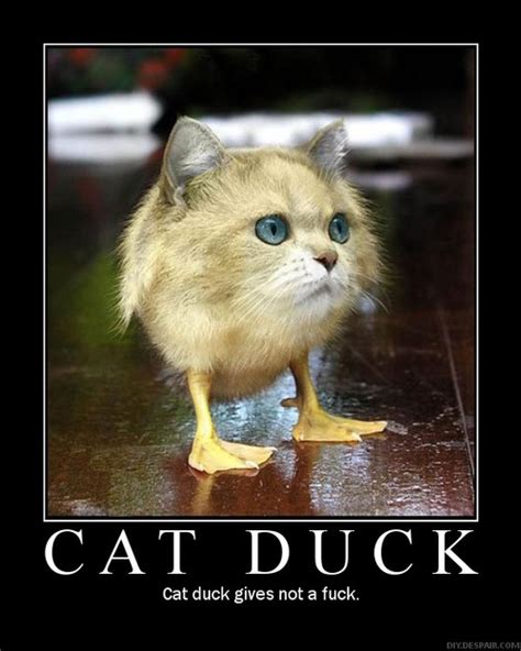Have You Ever Seen A Cat Duck Lol Zombie S Funny Pictures
