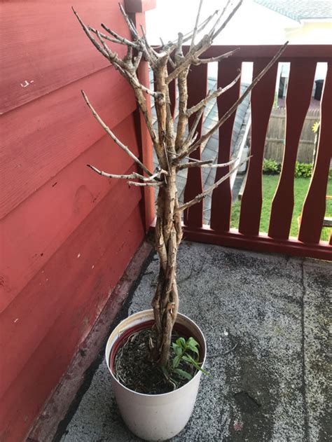 How much cold will kill a plant is not an easy question to answer. Dead money tree is sprouting something? Help?
