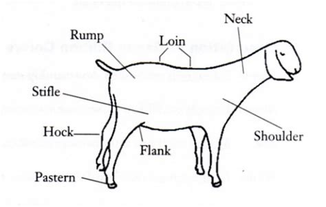 Goat Anatomy Diagram