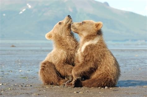 Grizzly Bear Cubs Grizzly Bear Blog