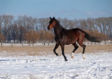 A Purebred Stallion Gallops On Snow Stock Image Image Of Equine