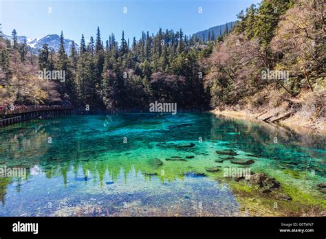Beautiful Pond In Jiuzhaigou National Park Sichuan Province China