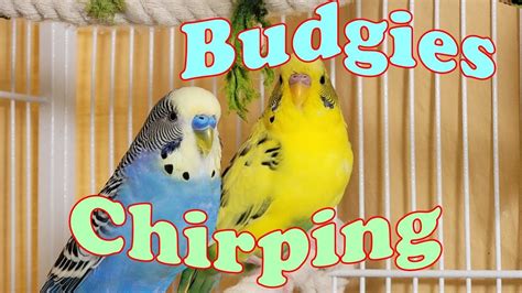 11 Hr Help Quiet Parakeets Sing Playing This Cute Budgies Chirping