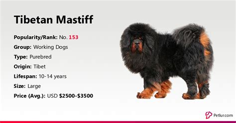 Tibetan Mastiff Dog Breed Info Size Price Height Petlur