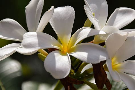 Fotos Gratis Flor Blanco Pétalo Florecer Viajar Botánica Flora