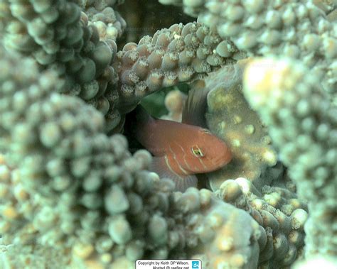 Gobiodon Rivulatus Rippled Coral Goby