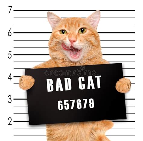 Bad Cat Stock Photo Image Of Creative Cardboard Banner 54534418